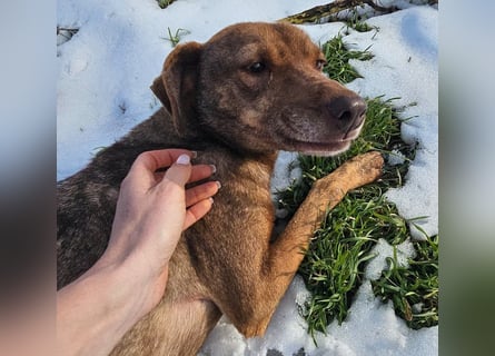 Welpenmädchen Sophie sucht liebevolle Familie