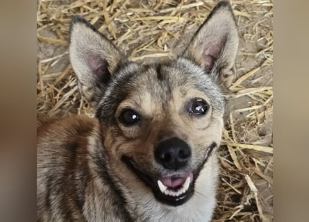 Kaylie - kleine, fürsorgliche Mama sucht ruhiges Zuhause