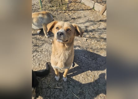 Lieber, kleiner Junghund Albert sucht Körbchen