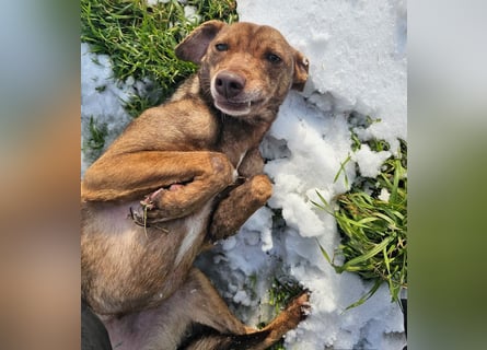 Welpenmädchen Sophie sucht liebevolle Familie