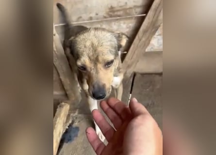 Kaylie - kleine, fürsorgliche Mama sucht ruhiges Zuhause