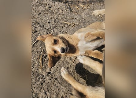 Lieber, kleiner Junghund Albert sucht Körbchen