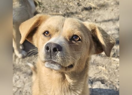 Lieber, kleiner Junghund Albert sucht Körbchen