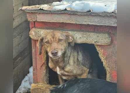 Welpenmädchen Sophie sucht liebevolle Familie