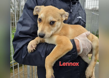 Lovi: 9 kleine Zwerge suchen ihr Glück