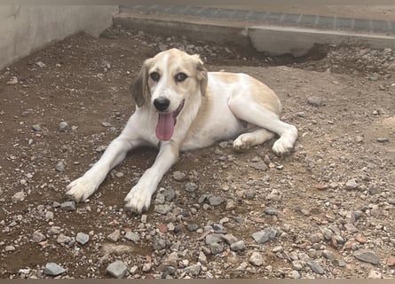 Buffy: ein Schatz für "Überall mit dabei"