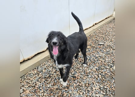 Pumba: kleines Herz sucht großes Glück