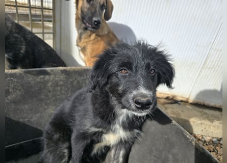 Pumba: kleines Herz sucht großes Glück