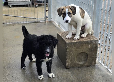 Pumba: kleines Herz sucht großes Glück