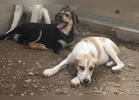 Buffy: ein Schatz für "Überall mit dabei"