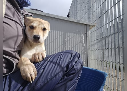 Lennox: wer spielt mit mir?