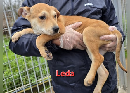 Lovi: 9 kleine Zwerge suchen ihr Glück