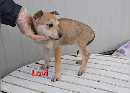 Lovi: 9 kleine Zwerge suchen ihr Glück