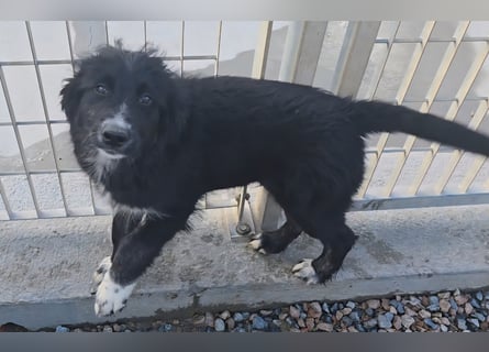 Pumba: kleines Herz sucht großes Glück