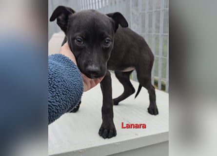 Lovi: 9 kleine Zwerge suchen ihr Glück