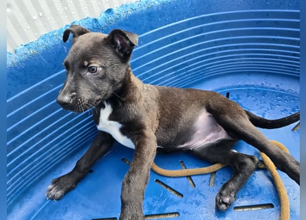 Lalita: spielen, kuscheln, die Welt entdecken