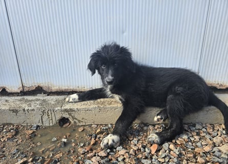 Pumba: kleines Herz sucht großes Glück