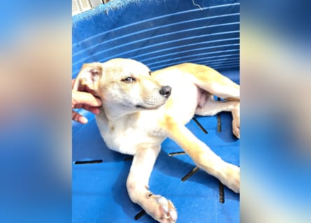 Lennox: wer spielt mit mir?