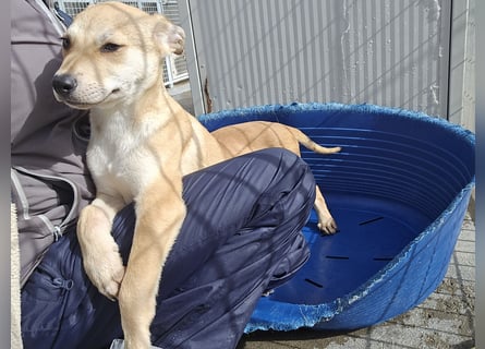 Lennox: wer spielt mit mir?