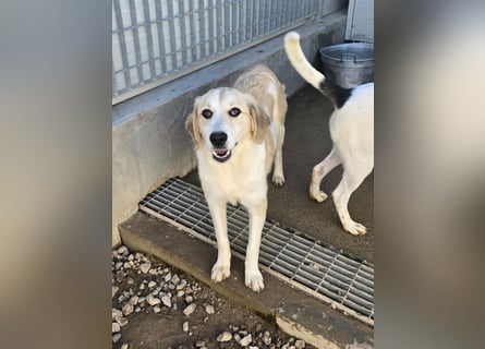 Buffy: ein Schatz für "Überall mit dabei"