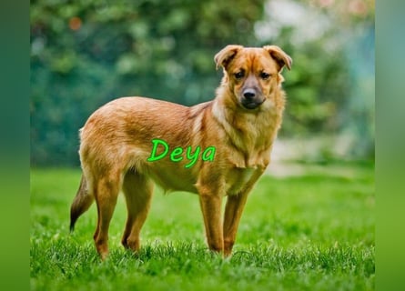 DRINGEND! Deya geb. 02/2021 (in Deutschland) - kleine Maus sucht zweite Chance!
