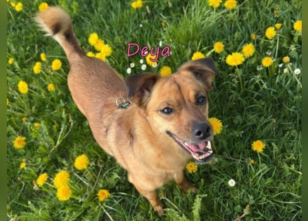 DRINGEND! Deya geb. 02/2021 (in Deutschland) - kleine Maus sucht zweite Chance!