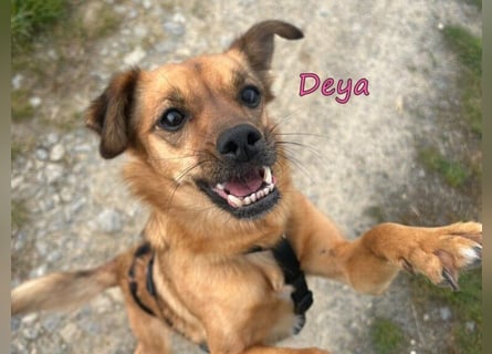 DRINGEND! Deya geb. 02/2021 (in Deutschland) - kleine Maus sucht zweite Chance!
