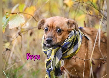 DRINGEND! Deya geb. 02/2021 (in Deutschland) - kleine Maus sucht zweite Chance!