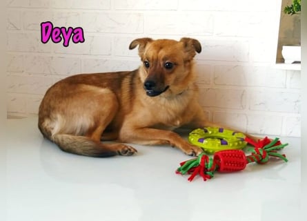 DRINGEND! Deya geb. 02/2021 (in Deutschland) - kleine Maus sucht zweite Chance!