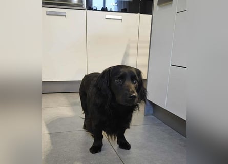 Fuio liebt Spaziergänge in der Natur (41836 Hückelhoven)