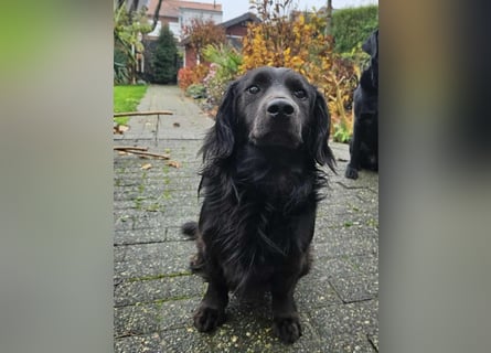 Fuio liebt Spaziergänge in der Natur (41836 Hückelhoven)