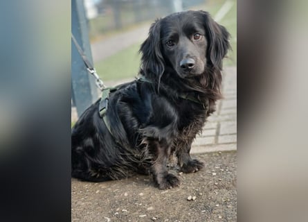 Fuio liebt Spaziergänge in der Natur (41836 Hückelhoven)