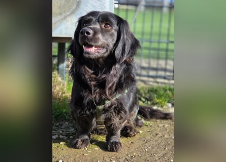 Fuio liebt Spaziergänge in der Natur (41836 Hückelhoven)
