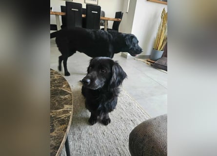 Fuio liebt Spaziergänge in der Natur (41836 Hückelhoven)