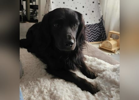 Fuio liebt Spaziergänge in der Natur (41836 Hückelhoven)