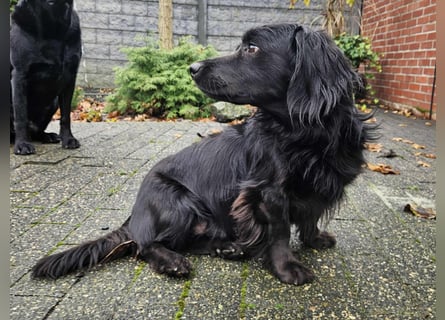 Fuio liebt Spaziergänge in der Natur (41836 Hückelhoven)