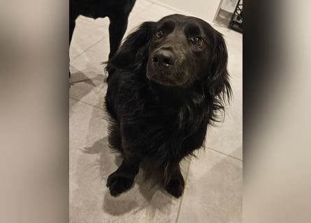 Fuio liebt Spaziergänge in der Natur (41836 Hückelhoven)