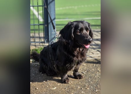 Fuio liebt Spaziergänge in der Natur (41836 Hückelhoven)