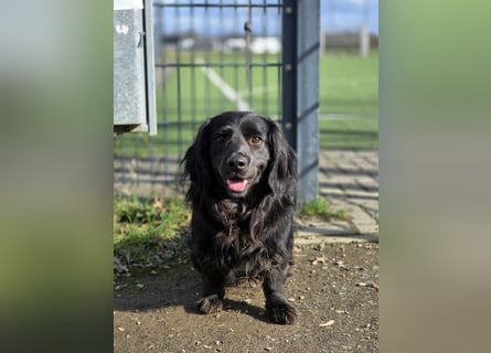 Fuio liebt Spaziergänge in der Natur (41836 Hückelhoven)