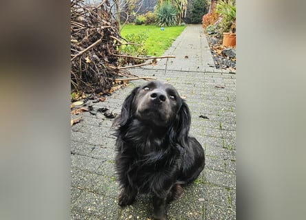 Fuio liebt Spaziergänge in der Natur (41836 Hückelhoven)