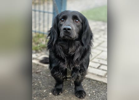 Fuio liebt Spaziergänge in der Natur (41836 Hückelhoven)