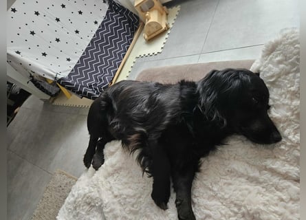 Fuio liebt Spaziergänge in der Natur (41836 Hückelhoven)