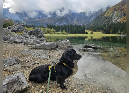 Fuio liebt Spaziergänge in der Natur (41836 Hückelhoven)