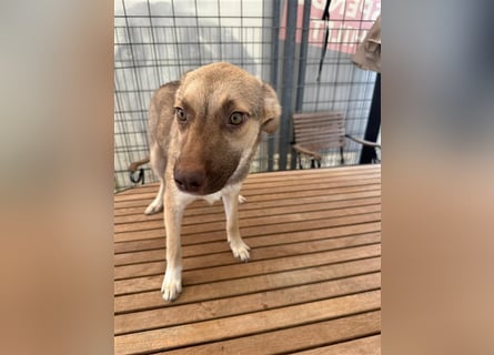 Bailey – bereit für Abenteuer und ein Zuhause