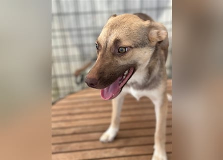 Bailey – bereit für Abenteuer und ein Zuhause