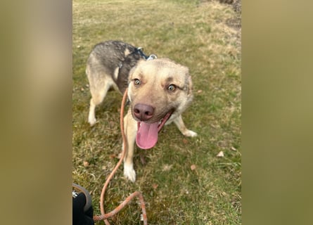 Bailey – bereit für Abenteuer und ein Zuhause