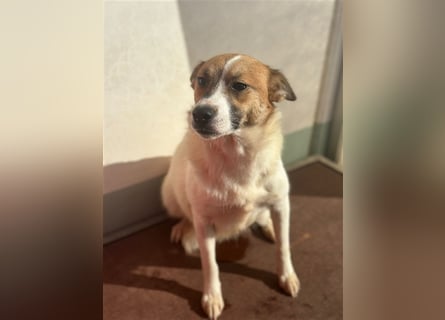 Adel – für Menschen, die lieber einen Hund richtig lieben als zwei halb“