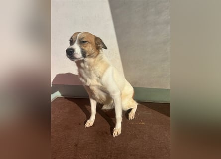 Adel – für Menschen, die lieber einen Hund richtig lieben als zwei halb“