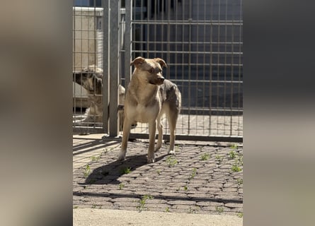 Bailey – bereit für Abenteuer und ein Zuhause