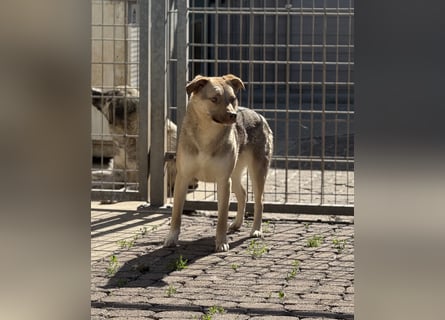 Bailey – bereit für Abenteuer und ein Zuhause